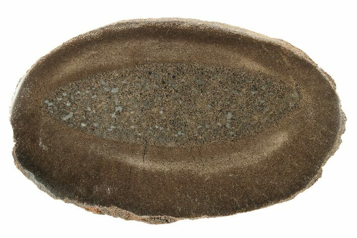 Polished Pliosaur (Liopleurodon) Limb Bone - England #243483